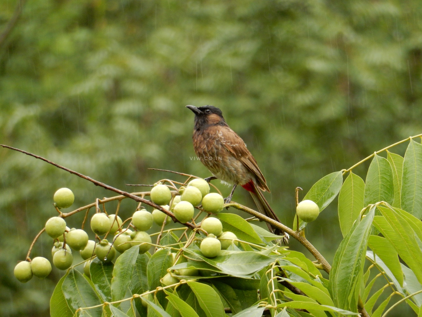 Nature and bird photography in Renuka Ji Himachal Pradesh