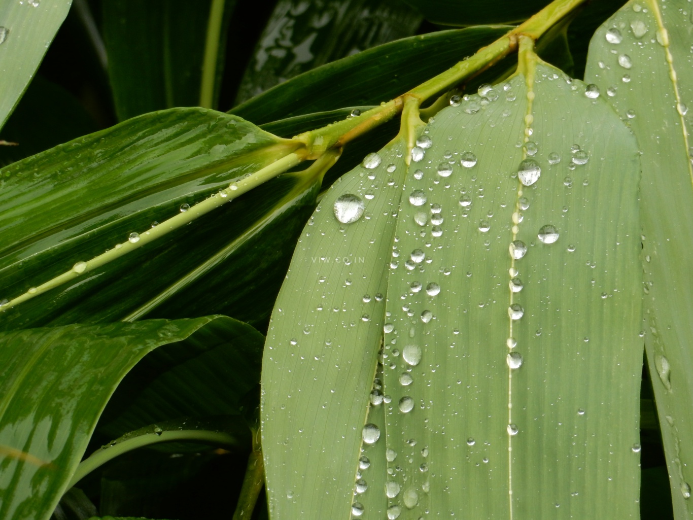 Nature photography- green leaves with rain droplets looks amazing