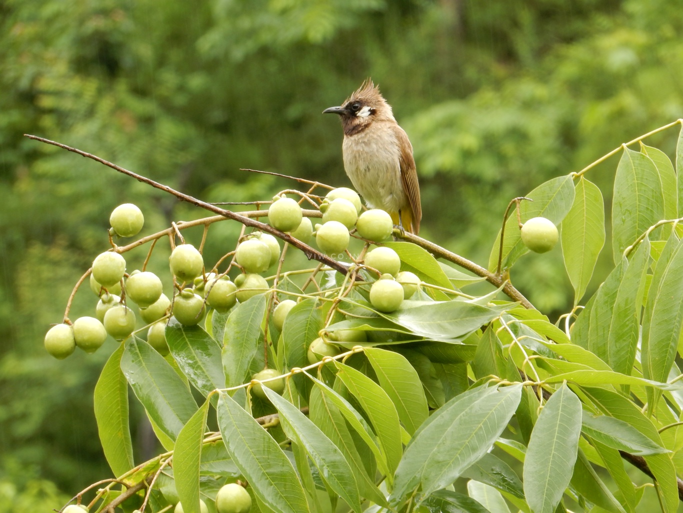 Bird photography in Renuka Ji