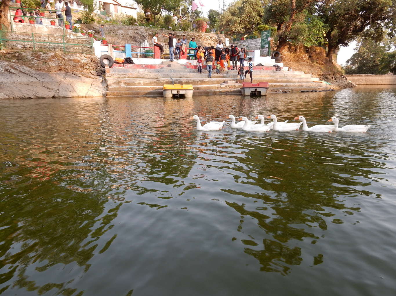 Duckrace in the bhullataal lake, uttarakhand