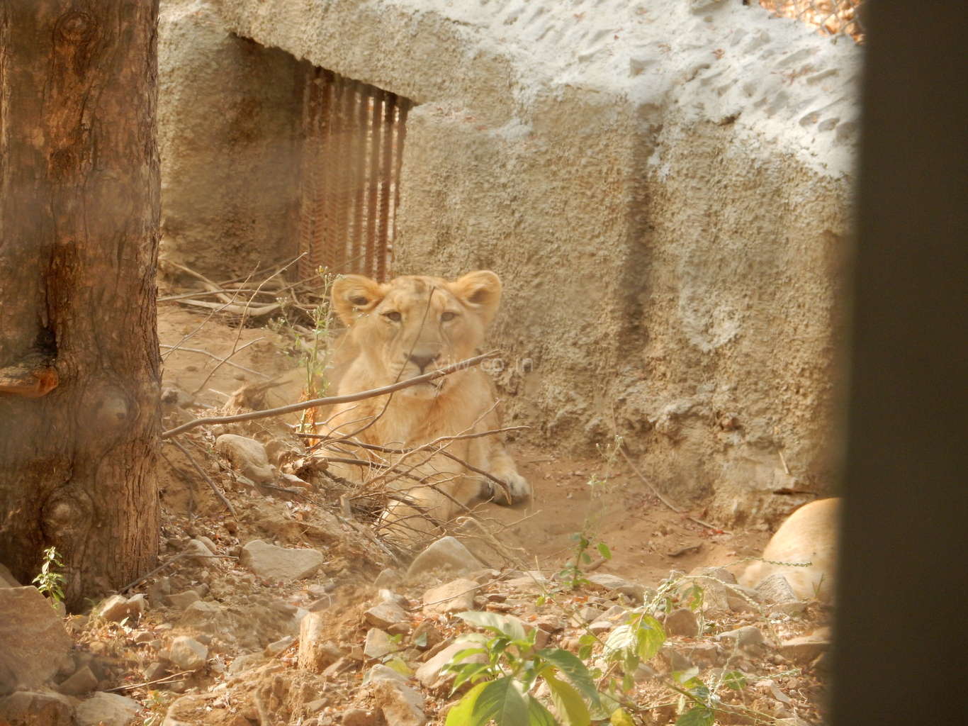 Lion spotted in Nahargarh lion safari