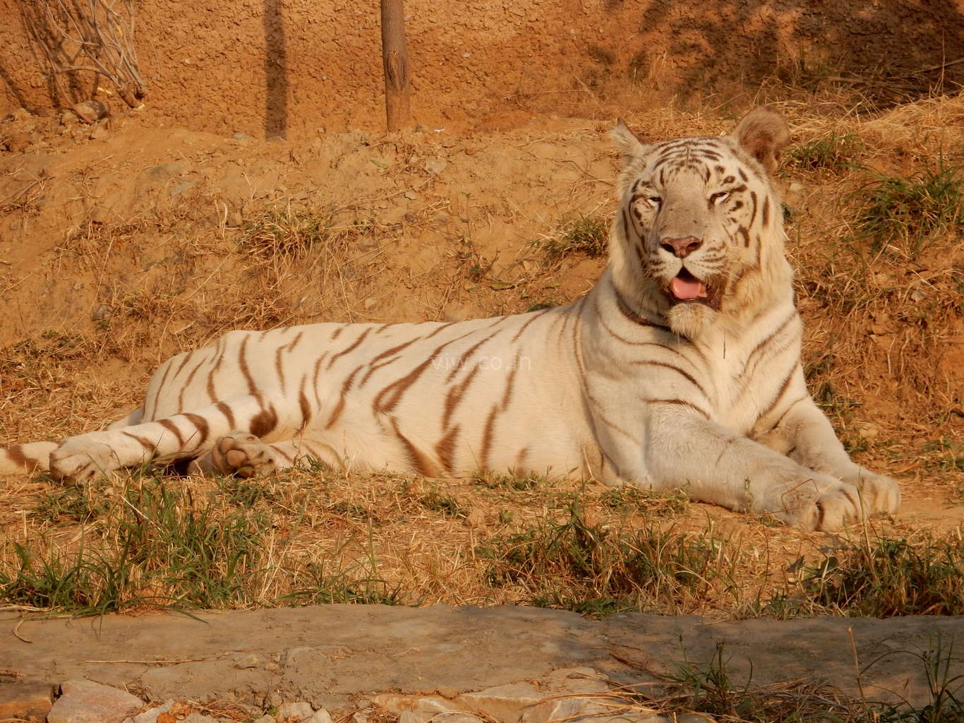 White tiger in nahargarh zoo