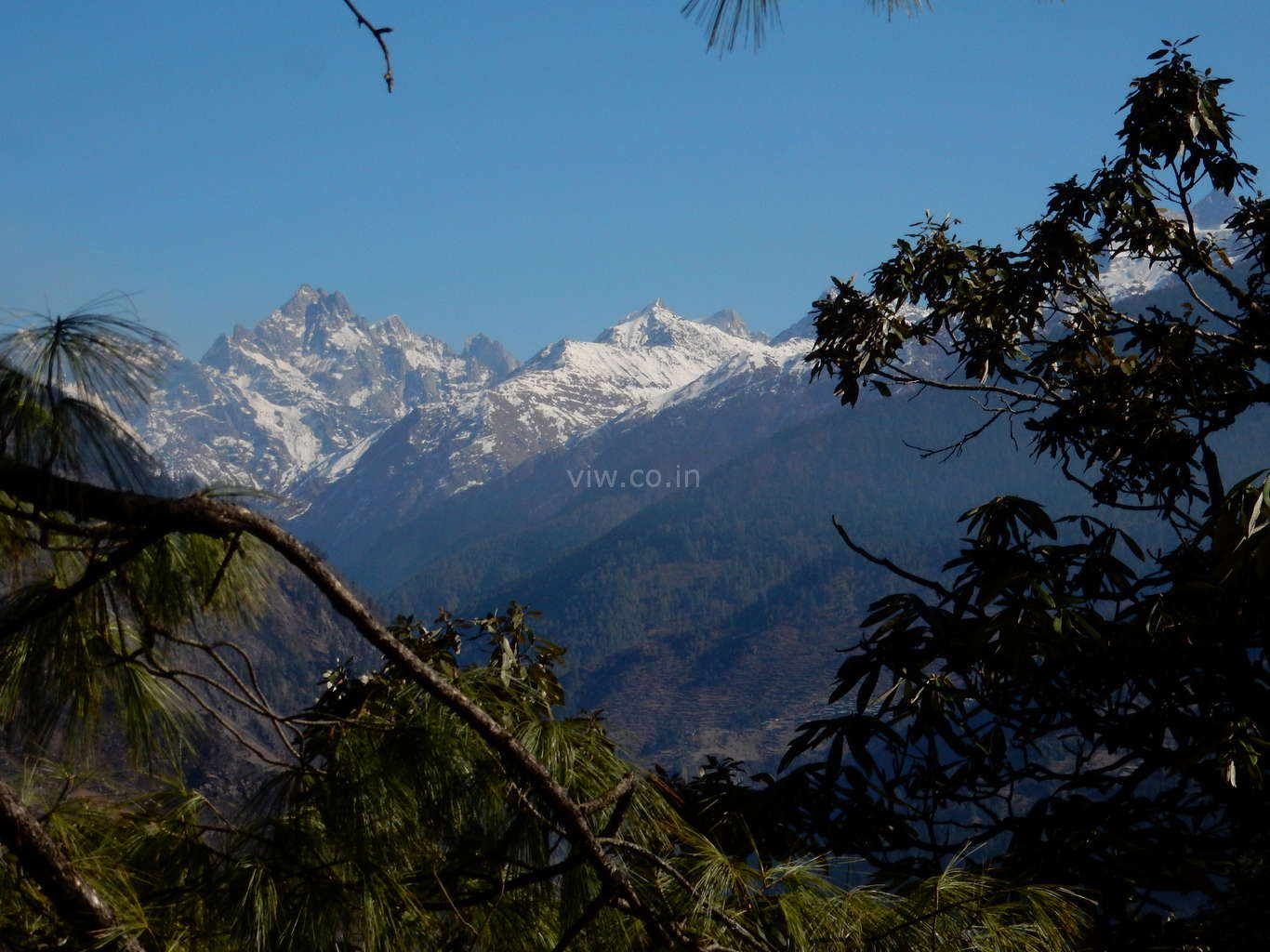 Snow Mountains peaks view through tree on kedarkantha trek in the month of  December